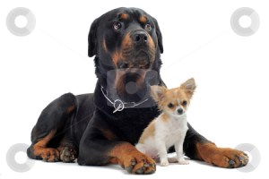 rottweiler and puppy chihuahua
